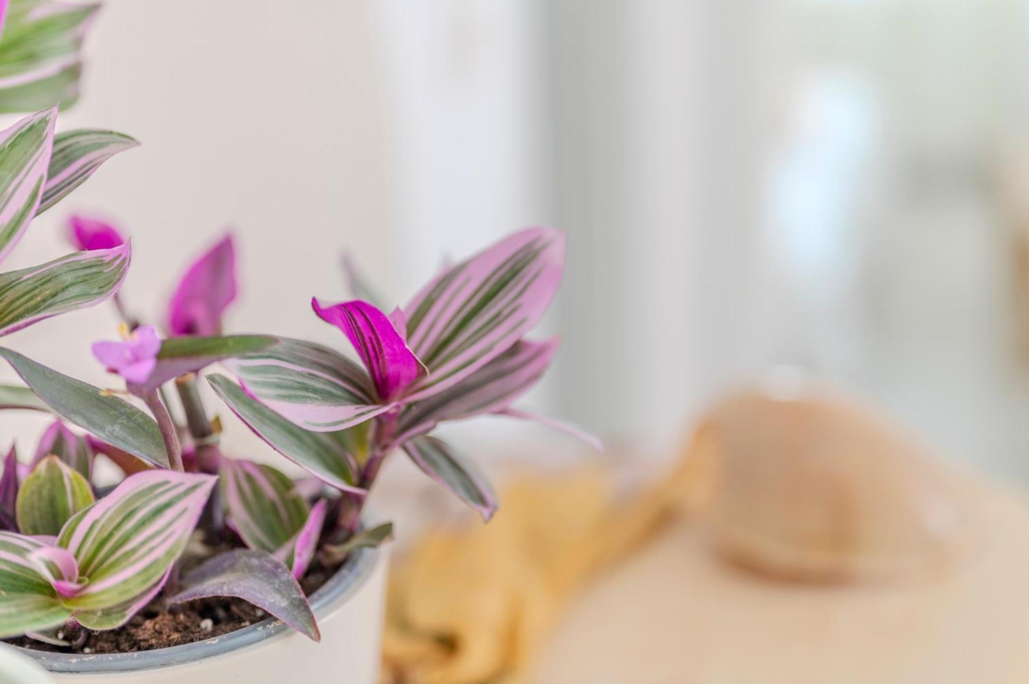 Stamatia Suites Asprovalta Dış mekan fotoğraf